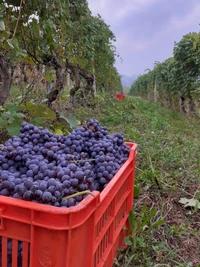 Azienda agricola Lano Gianluigi, Piemonte, Italy