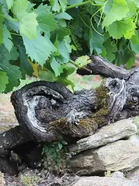 Atlantic Galician Wineries, Galicia, Spain